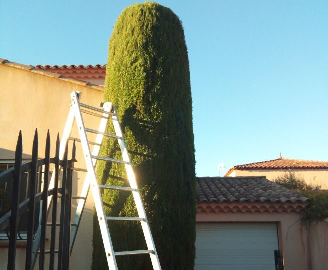 taille de haies-jardin-service-paca